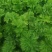 芹菜精品芹菜，货源充足，欢迎各地老板采购