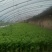 芹菜精品芹菜，货源充足，欢迎各地老板采购