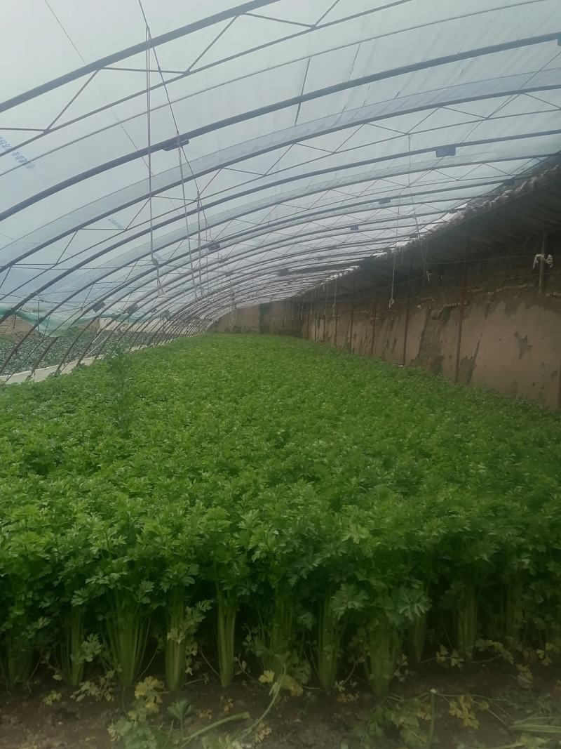 芹菜精品芹菜，货源充足，欢迎各地老板采购