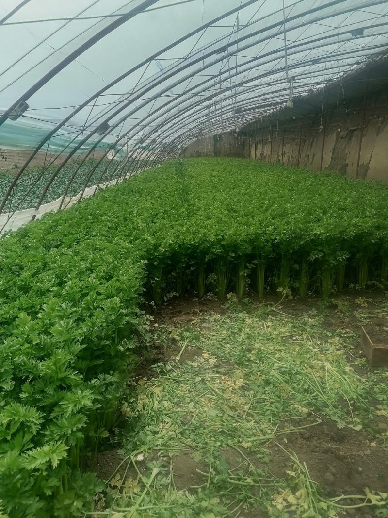 芹菜精品芹菜，货源充足，欢迎各地老板采购