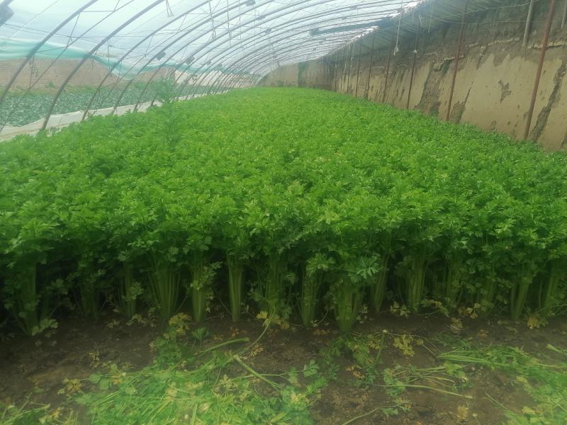 芹菜精品芹菜，货源充足，欢迎各地老板采购