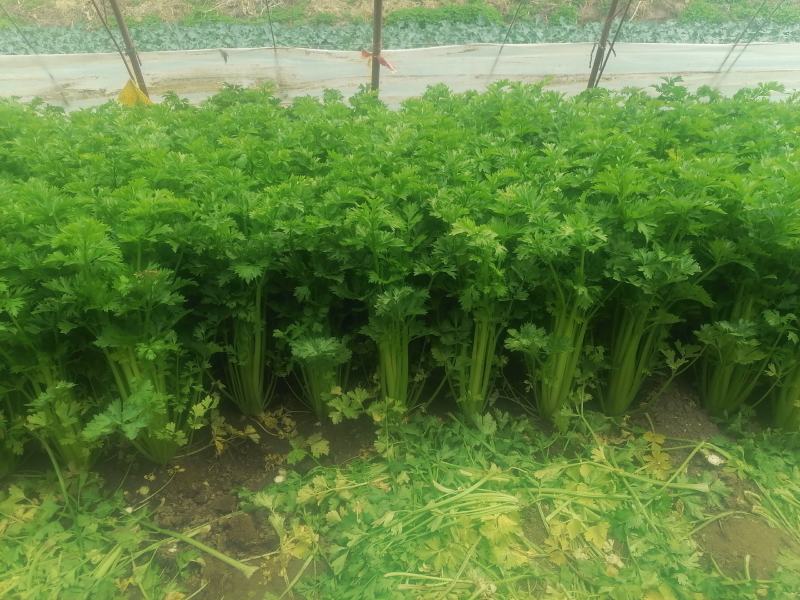 芹菜精品芹菜，货源充足，欢迎各地老板采购