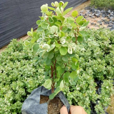 雪花木盆栽木本观叶花卉室外阳台庭院楼顶观叶绿植四季常青