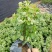雪花木盆栽木本观叶花卉室外阳台庭院楼顶观叶绿植四季常青