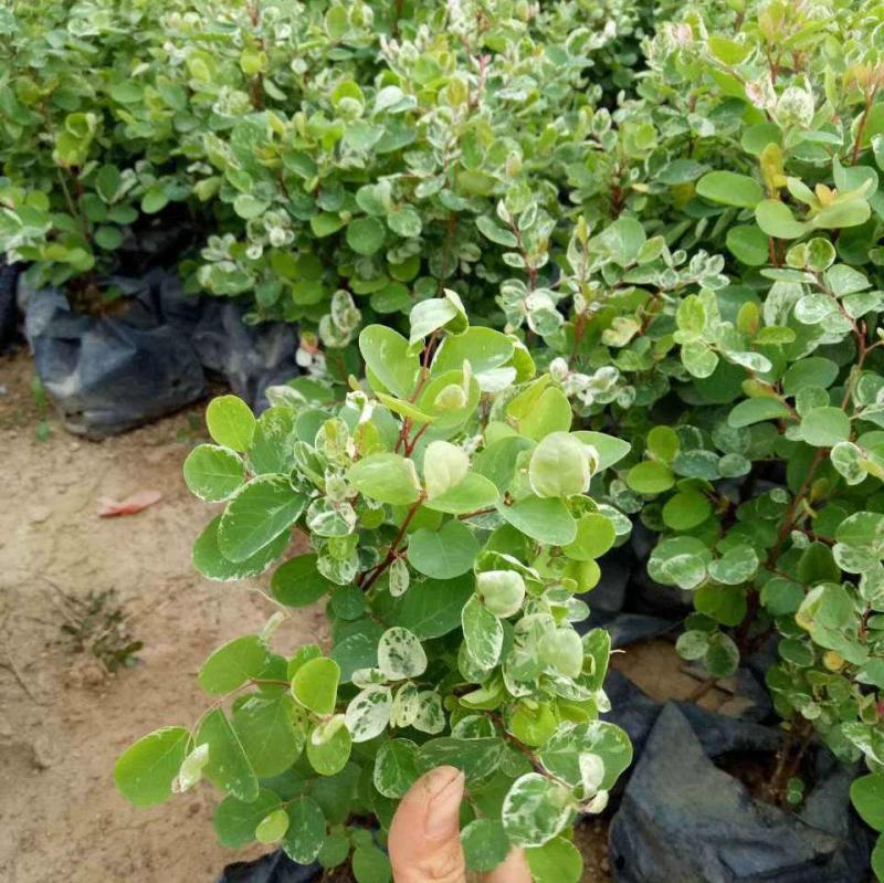 雪花木盆栽木本观叶花卉室外阳台庭院楼顶观叶绿植四季常青