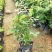 雪花木盆栽木本观叶花卉室外阳台庭院楼顶观叶绿植四季常青