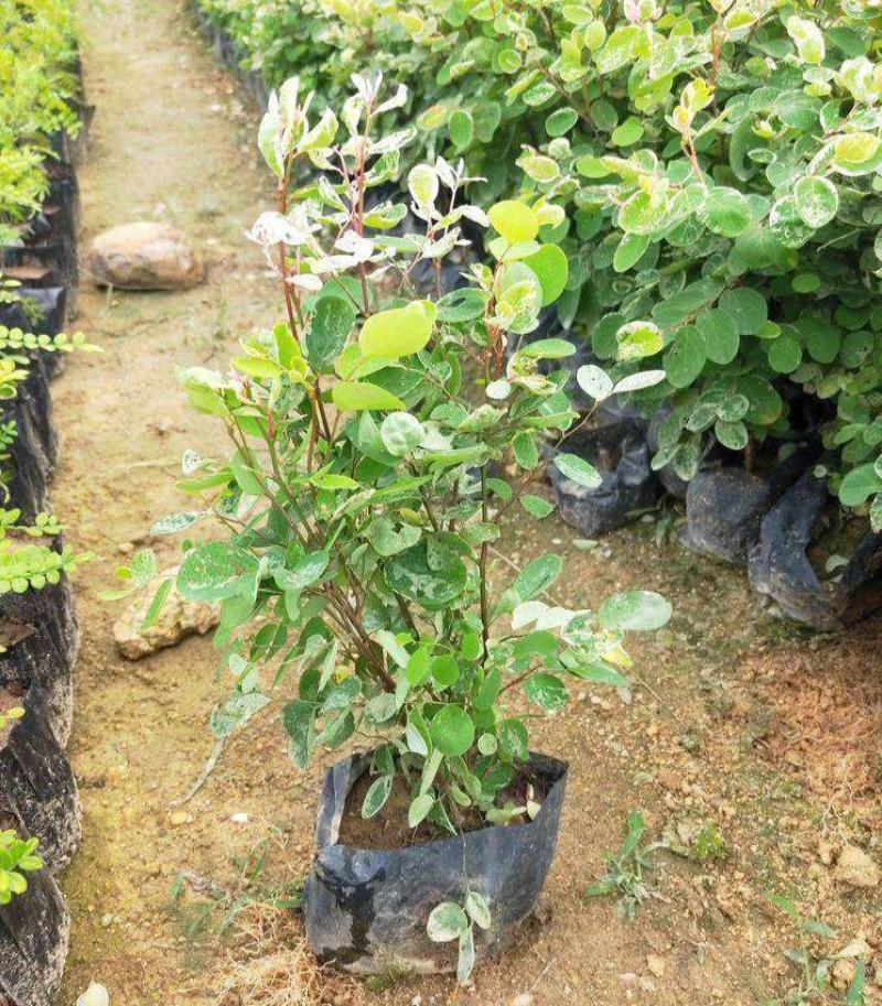 雪花木盆栽木本观叶花卉室外阳台庭院楼顶观叶绿植四季常青