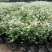 雪花木盆栽木本观叶花卉室外阳台庭院楼顶观叶绿植四季常青