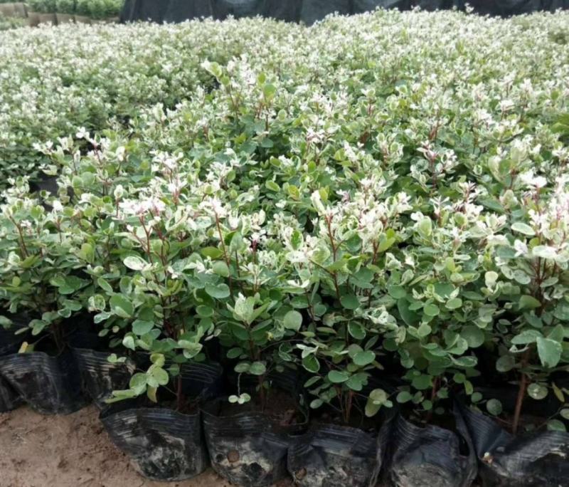 雪花木盆栽木本观叶花卉室外阳台庭院楼顶观叶绿植四季常青