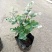 雪花木盆栽木本观叶花卉室外阳台庭院楼顶观叶绿植四季常青