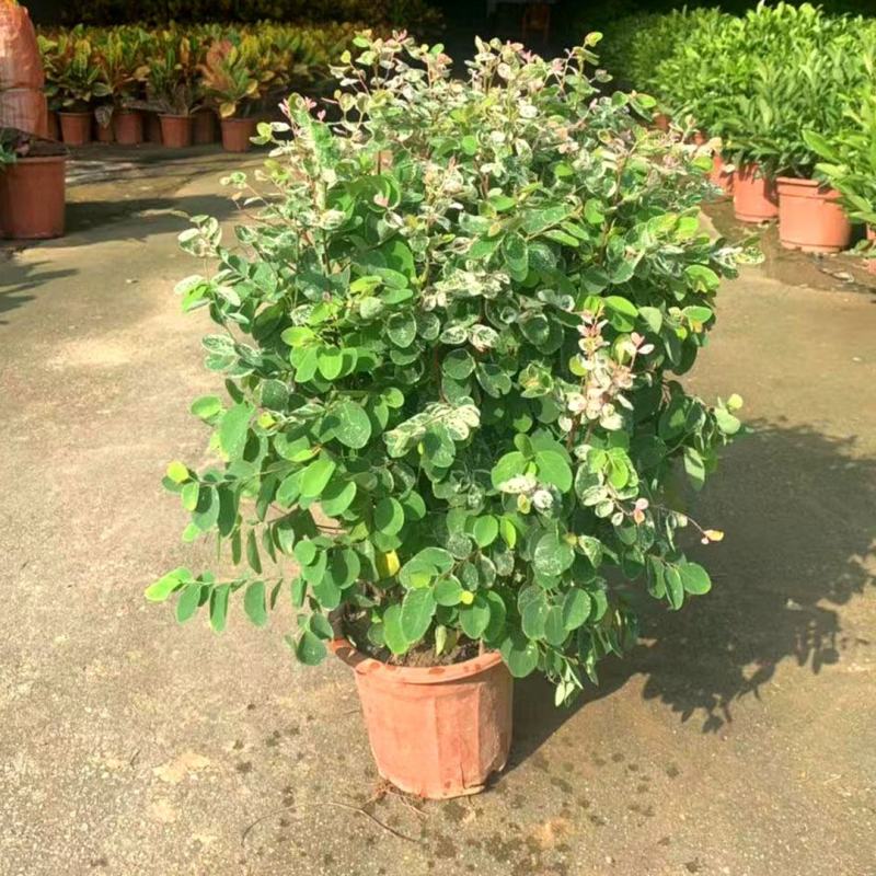 雪花木盆栽木本观叶花卉室外阳台庭院楼顶观叶绿植四季常青