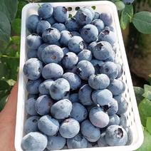 肥城市百亩蓝莓示范基地量大从优，接待电商批发商