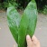 粽叶现货