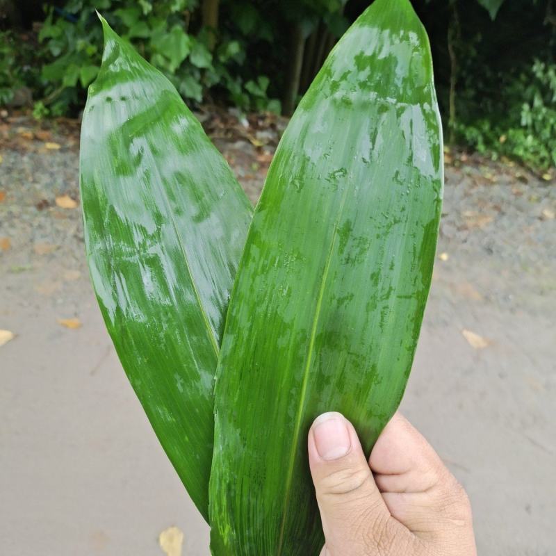 粽叶现货