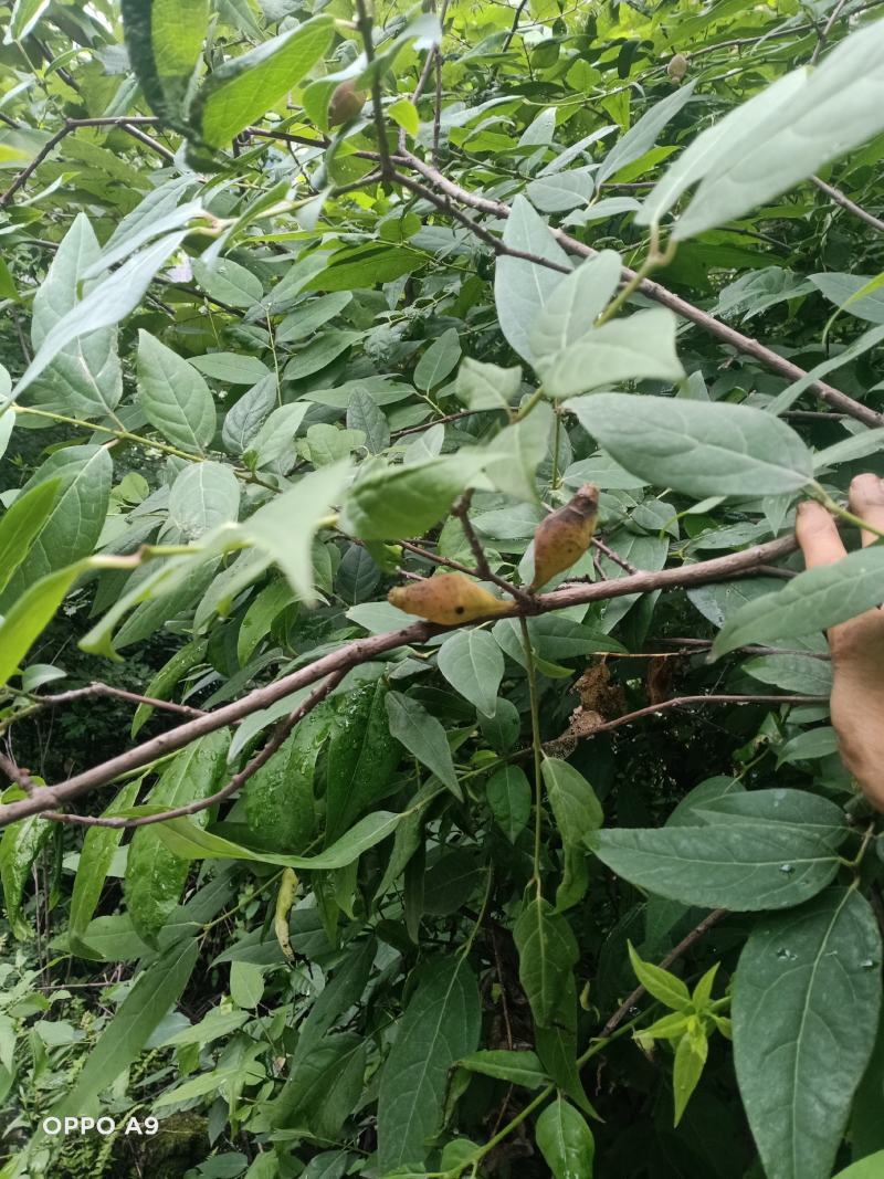 岩马桑根，又叫腊梅