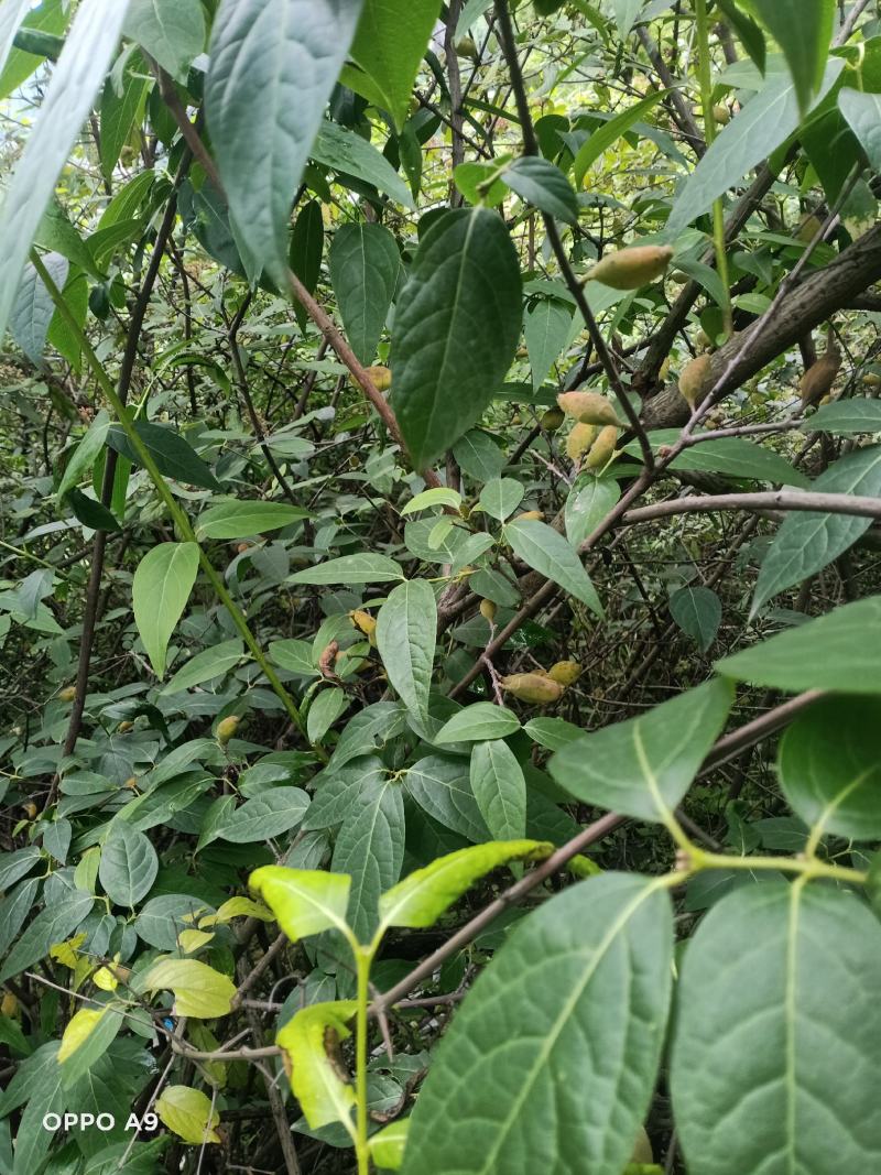 岩马桑根，又叫腊梅