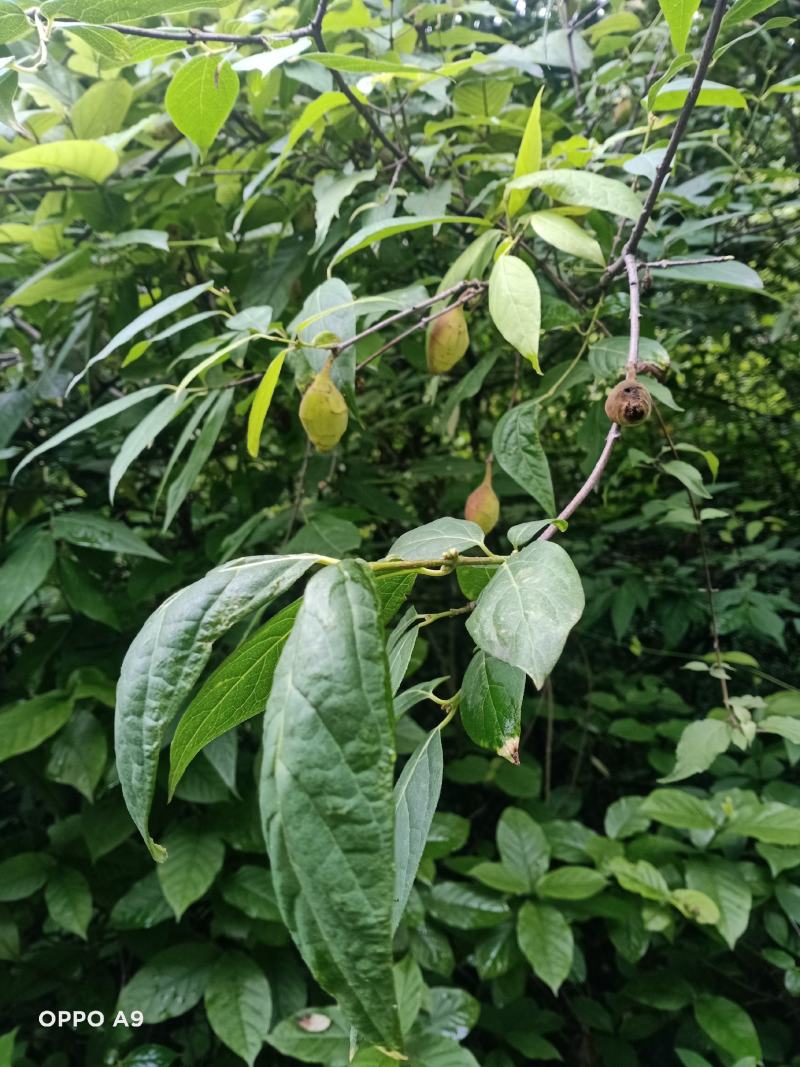 岩马桑根，又叫腊梅