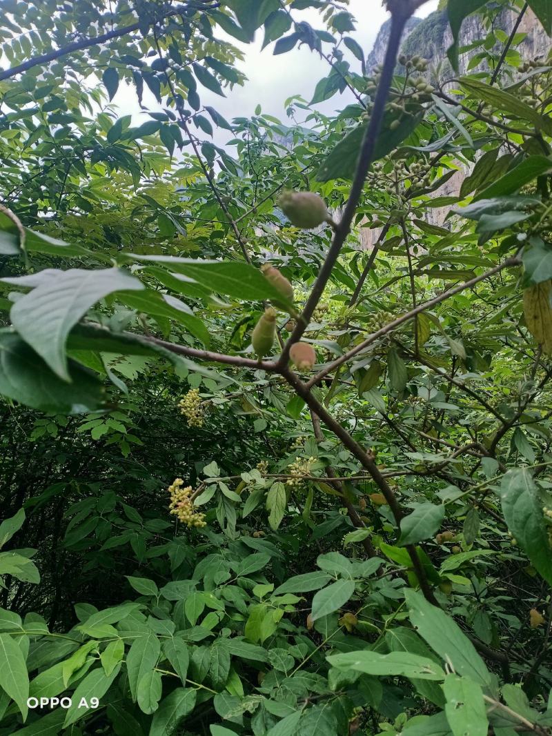 岩马桑根，又叫腊梅