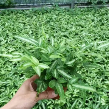 阿波银线蕨盆栽雨林缸蕨类观叶植物室内办公耐阴好养护吸甲醛
