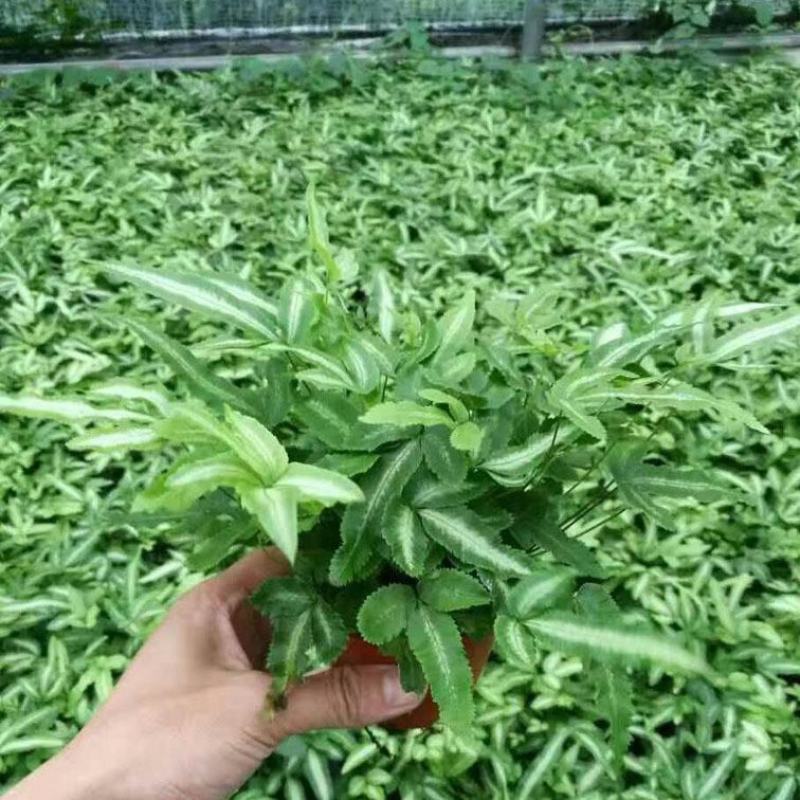 阿波银线蕨盆栽雨林缸蕨类观叶植物室内办公耐阴好养护吸甲醛
