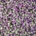 和田玫瑰花特级大量供应欢迎前来咨询选购