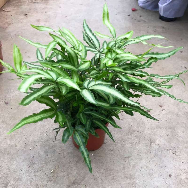 阿波银线蕨盆栽雨林缸蕨类观叶植物室内办公耐阴好养护吸甲醛