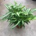 阿波银线蕨盆栽雨林缸蕨类观叶植物室内办公耐阴好养护吸甲醛