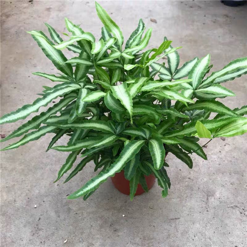 阿波银线蕨盆栽雨林缸蕨类观叶植物室内办公耐阴好养护吸甲醛