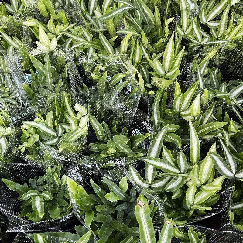 阿波银线蕨盆栽雨林缸蕨类观叶植物室内办公耐阴好养护吸甲醛