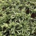 阿波银线蕨盆栽雨林缸蕨类观叶植物室内办公耐阴好养护吸甲醛