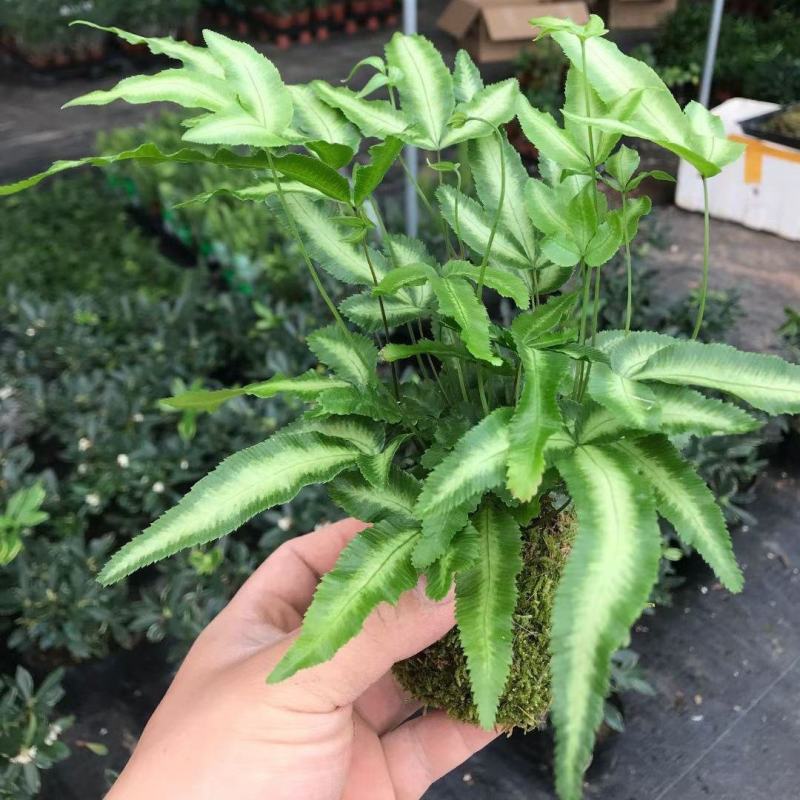 阿波银线蕨盆栽雨林缸蕨类观叶植物室内办公耐阴好养护吸甲醛