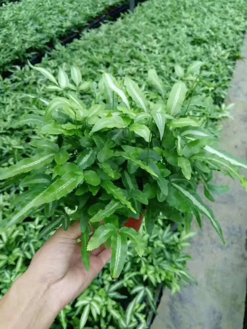 阿波银线蕨盆栽雨林缸蕨类观叶植物室内办公耐阴好养护吸甲醛