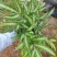 阿波银线蕨盆栽雨林缸蕨类观叶植物室内办公耐阴好养护吸甲醛
