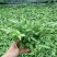 阿波银线蕨盆栽雨林缸蕨类观叶植物室内办公耐阴好养护吸甲醛