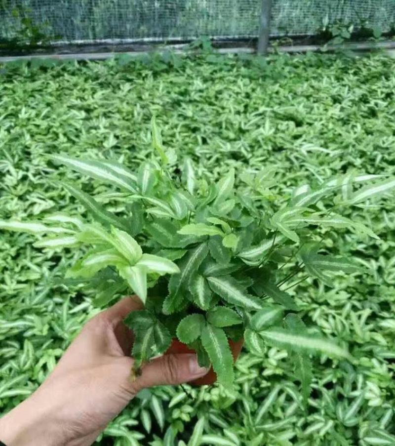 阿波银线蕨盆栽雨林缸蕨类观叶植物室内办公耐阴好养护吸甲醛