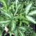 阿波银线蕨盆栽雨林缸蕨类观叶植物室内办公耐阴好养护吸甲醛