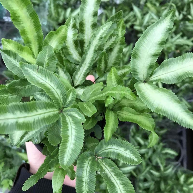 阿波银线蕨盆栽雨林缸蕨类观叶植物室内办公耐阴好养护吸甲醛