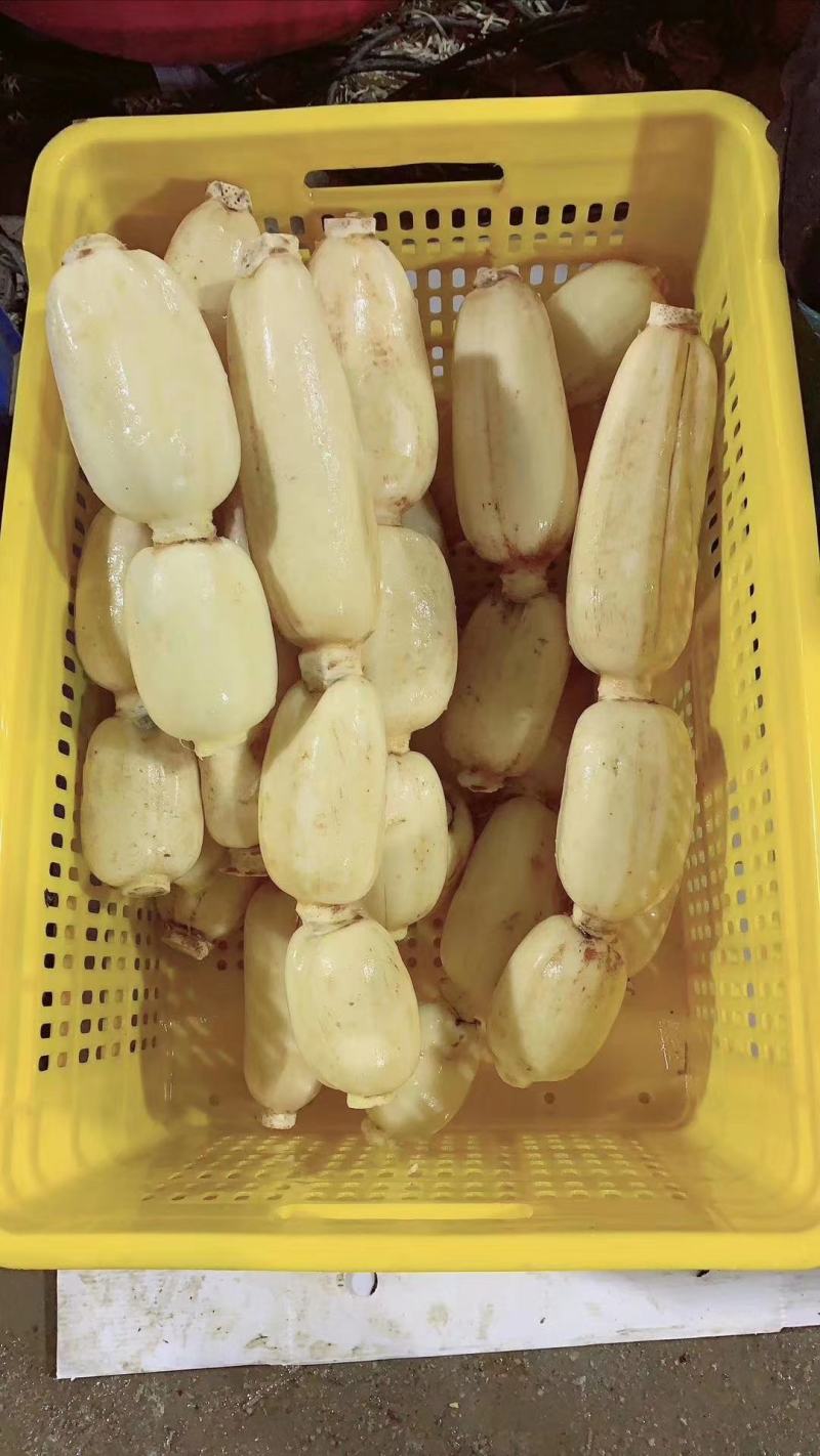 广西百朋莲藕，专业代办洗藕，毛藕装箱，一条龙服务