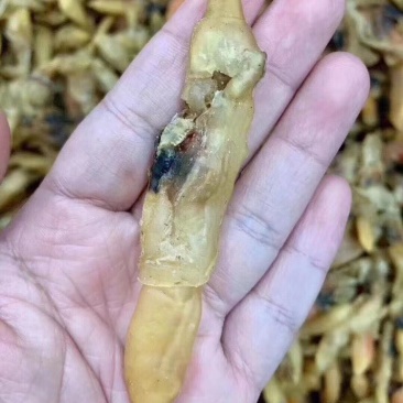 【推荐】广西北部湾大号蛏子干，品质保证，诚信经营