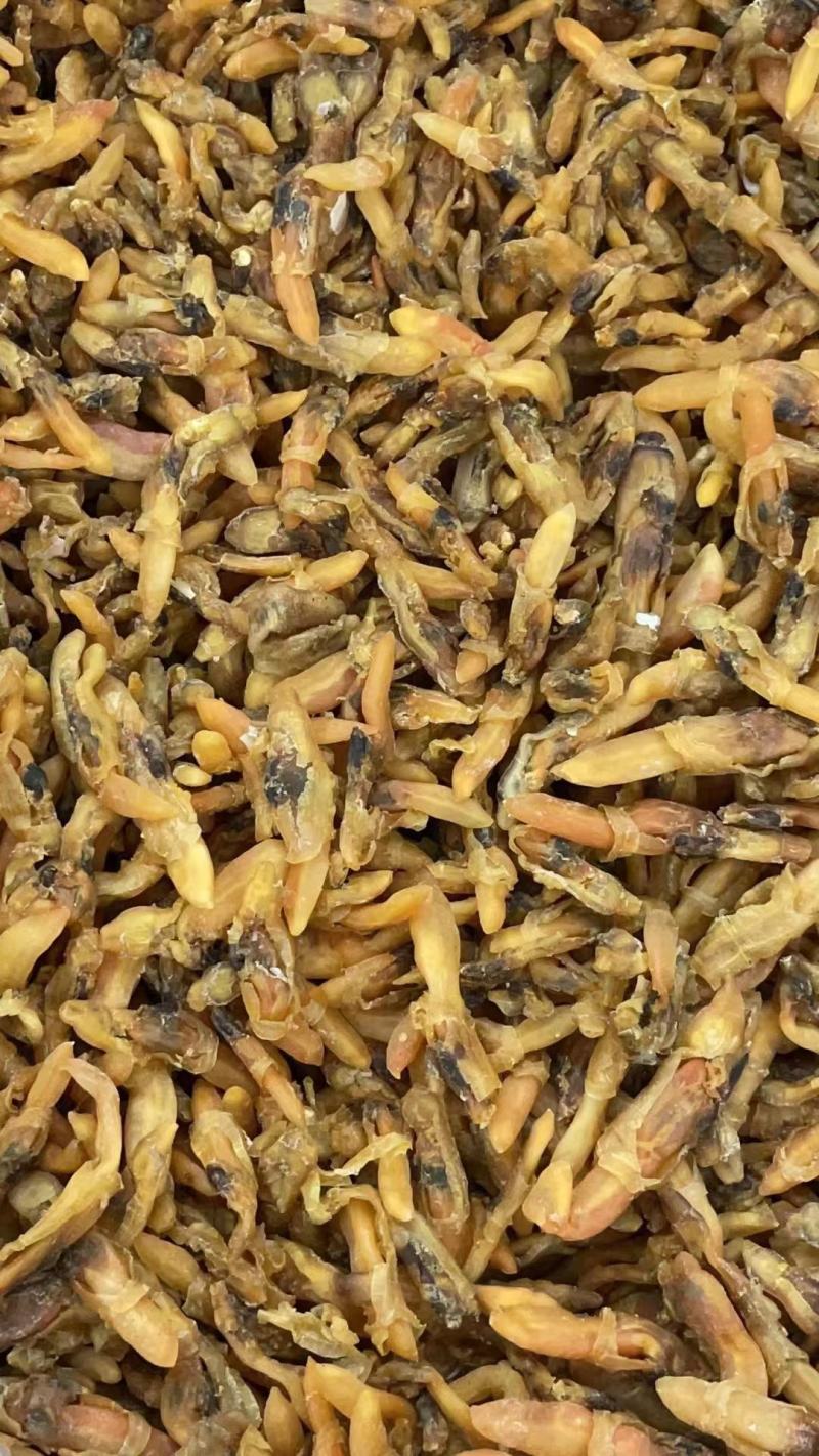 【推荐】广西北部湾大号蛏子干，品质保证，诚信经营
