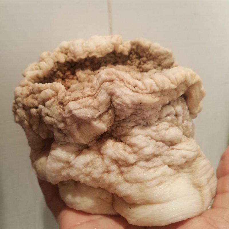 900自然整体野生土太岁肉灵芝,活体太岁保证质量