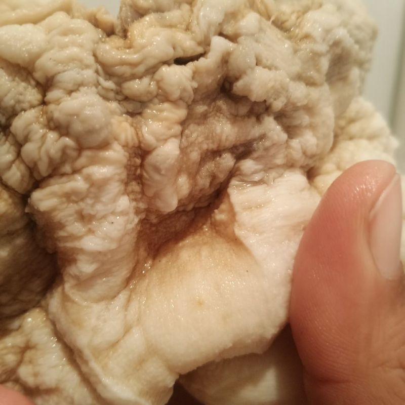 900自然整体野生土太岁肉灵芝,活体太岁保证质量