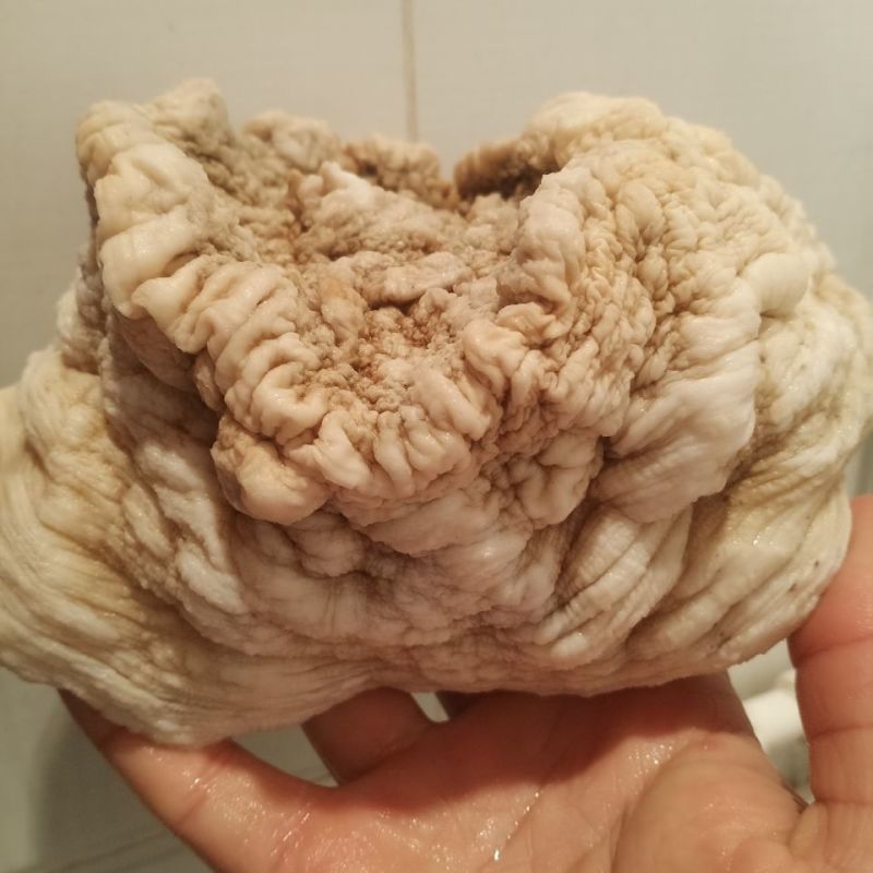 900自然整体野生土太岁肉灵芝,活体太岁保证质量