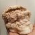 900自然整体野生土太岁肉灵芝,活体太岁保证质量