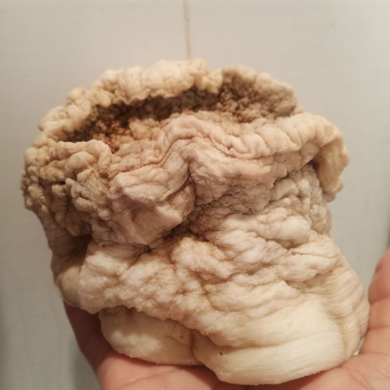 900自然整体野生土太岁肉灵芝,活体太岁保证质量