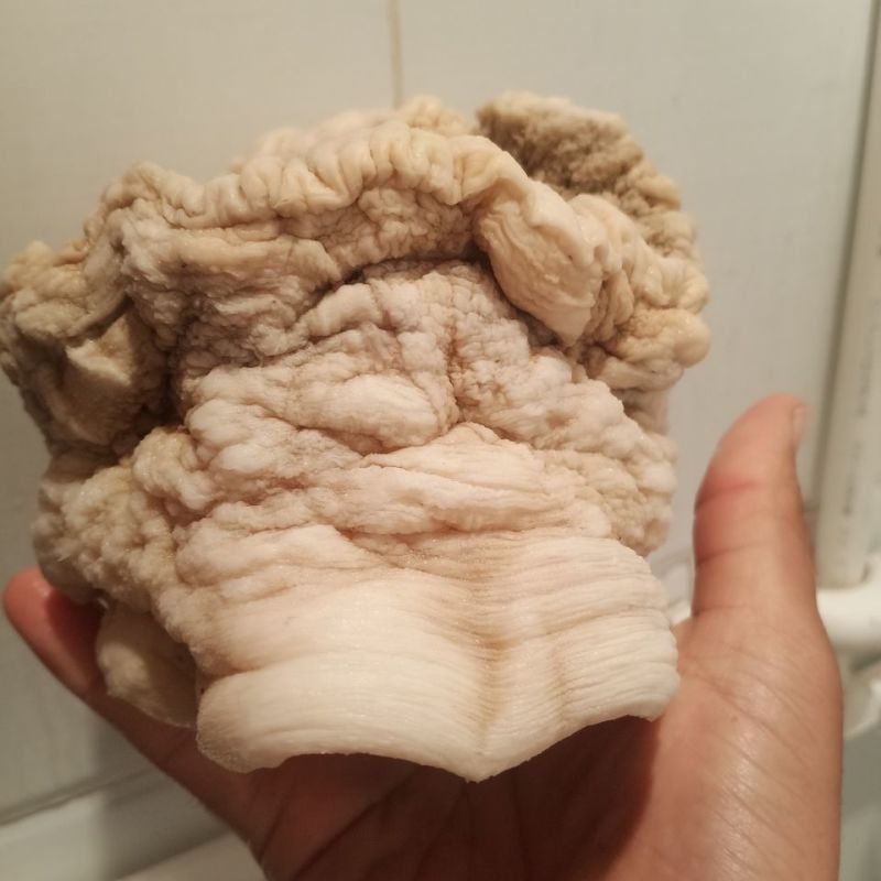 900自然整体野生土太岁肉灵芝,活体太岁保证质量