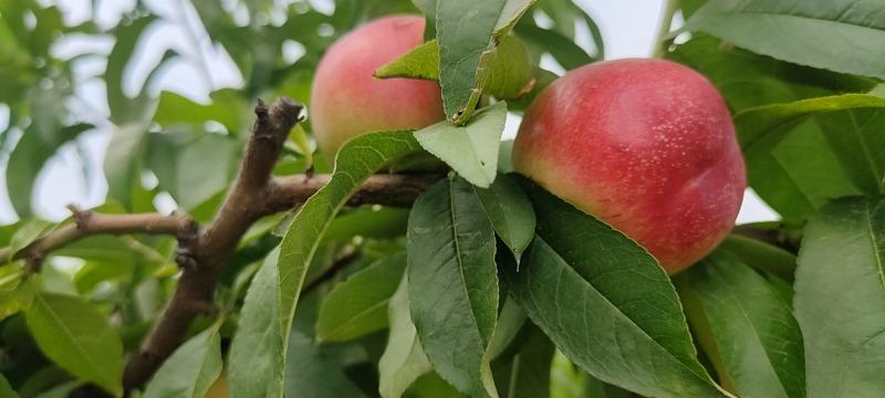 露天中油18开始订购了，还有中油16，48等等很多