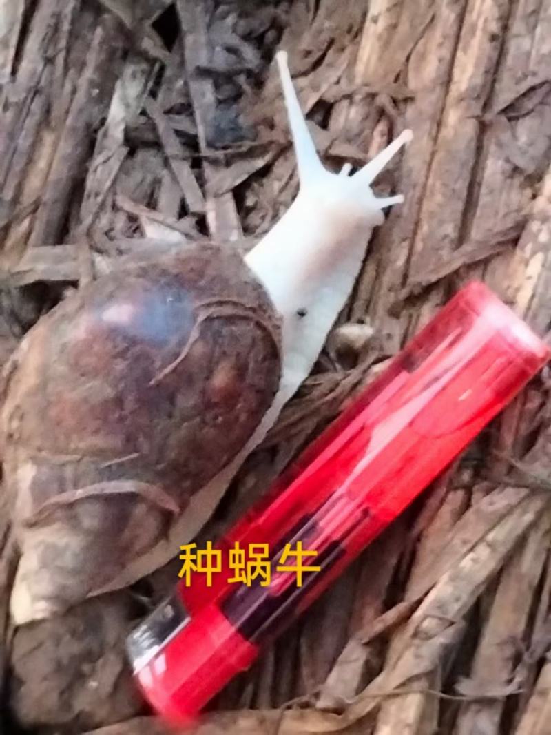 急出白玉蜗牛种蜗牛