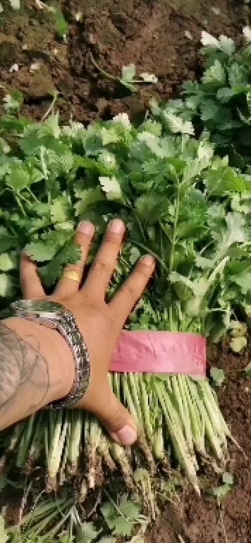 精品香菜量大一手货源地头装车没有差价欢迎各地老板选购