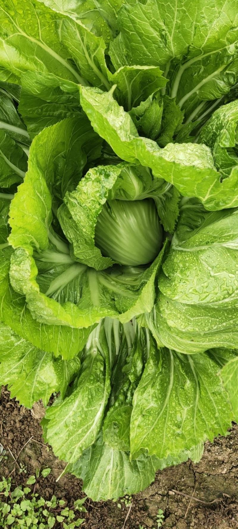 大量供应芥菜